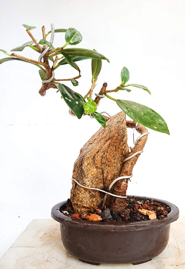 Ficus_Long_Island_Mini_Banyan_With_The_Rock_2_Year_Old_Live_Small_Bonsai_Tree_Default_Title