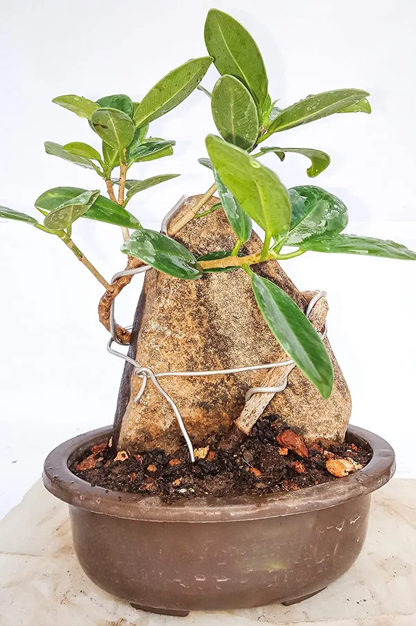 Ficus_Long_Island_Mini_Banyan_With_The_Rock_2_Year_Old_Live_Small_Bonsai_Tree_Default_Title