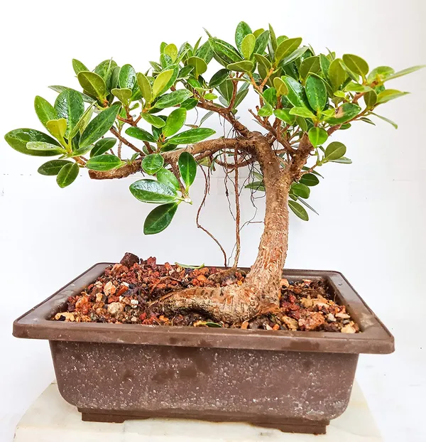 Long_Island_2_Years_Old_Live_Mini_Banyan_Bonsai_Plant_Default_Title