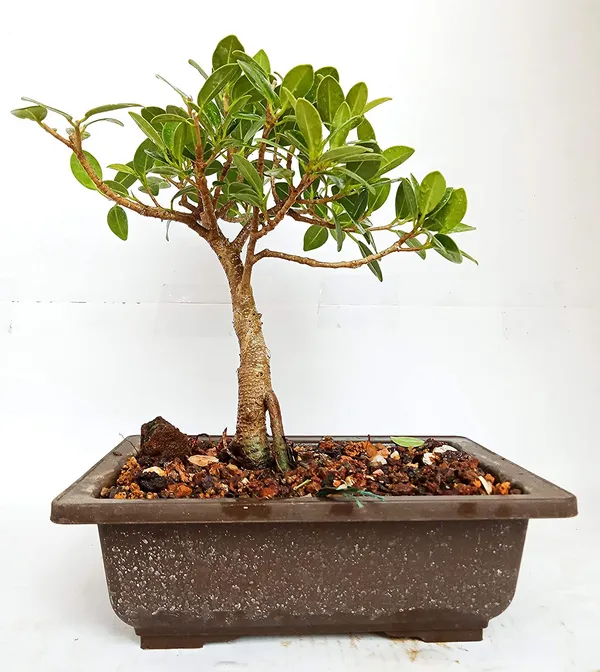 Long_Island_2_Years_Old_Live_Mini_Banyan_Bonsai_Plant_Default_Title