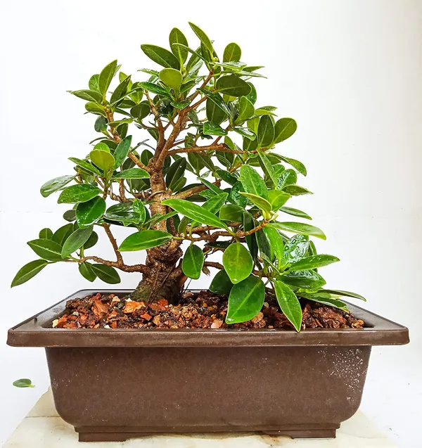 Live_Plant_Bonsai_Tree_Ficus_Long_Island_Mini_Banyan_3_Years_Old_With_Pot_Default_Title