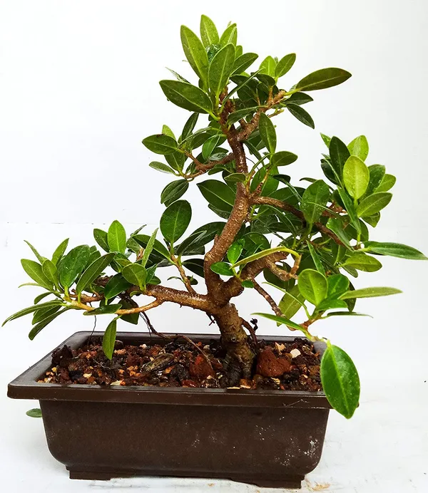Live_Plant_Bonsai_Tree_Ficus_Long_Island_Mini_Banyan_3_Years_Old_With_Pot_Default_Title