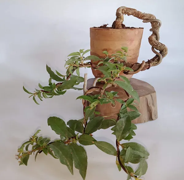 Malpighia_Cherry_Blossom_Bonsai_Tree_Malpighia_Punicifolia_Dwarf_Barbados_Cherry_Malpighia_Mame_Bonsai_Live_Plant_Default_Title