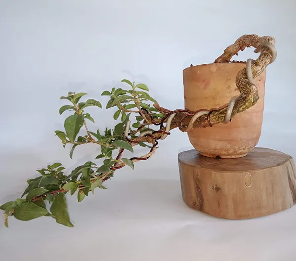 Malpighia_Cherry_Blossom_Bonsai_Tree_Malpighia_Punicifolia_Dwarf_Barbados_Cherry_Malpighia_Mame_Bonsai_Live_Plant_Default_Title