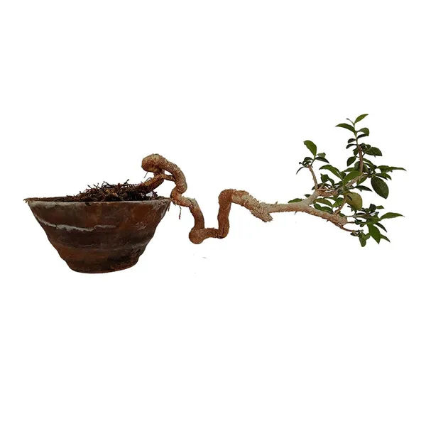 Malpighia_Cherry_Blossom_Bonsai_Tree_Malpighia_Punicifolia_Dwarf_Barbados_Cherry_Malpighia_Mame_Bonsai_Live_Plant_Default_Title