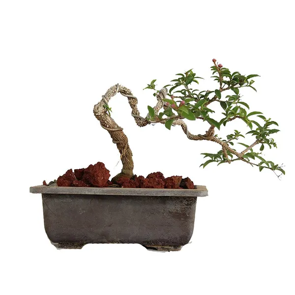 Malpighia_Cherry_Blossom_Bonsai_Tree_Malpighia_Punicifolia_Dwarf_Barbados_Cherry_Malpighia_Mame_Bonsai_Live_Plant_Default_Title