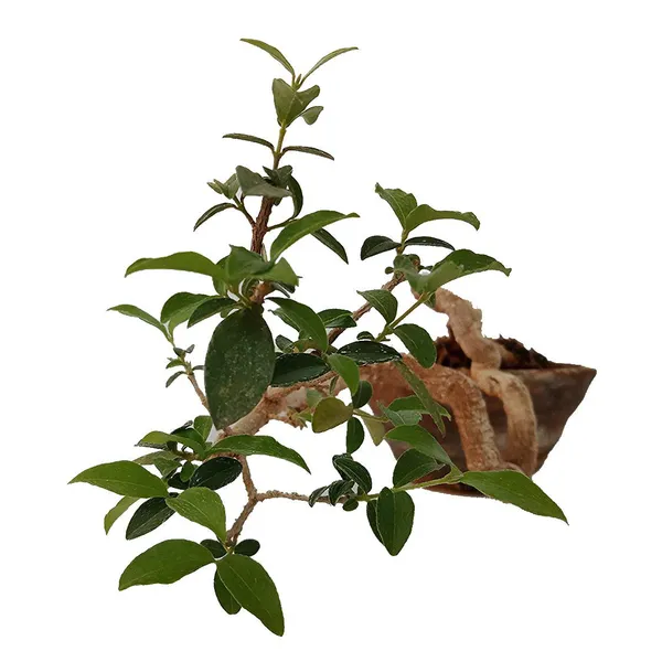 Malpighia_Cherry_Blossom_Bonsai_Tree_Malpighia_Punicifolia_Dwarf_Barbados_Cherry_Malpighia_Mame_Bonsai_Live_Plant_Default_Title