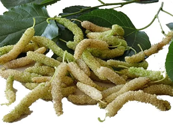 White_Mulberry_Live_Plant_Suitable_For_Bonsai_Default_Title
