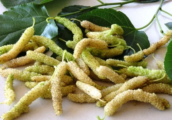 White_Mulberry_Live_Plant_Suitable_For_Bonsai_Default_Title