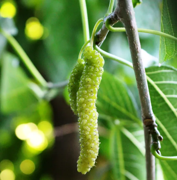 White_Mulberry_Live_Plant_Suitable_For_Bonsai_Default_Title