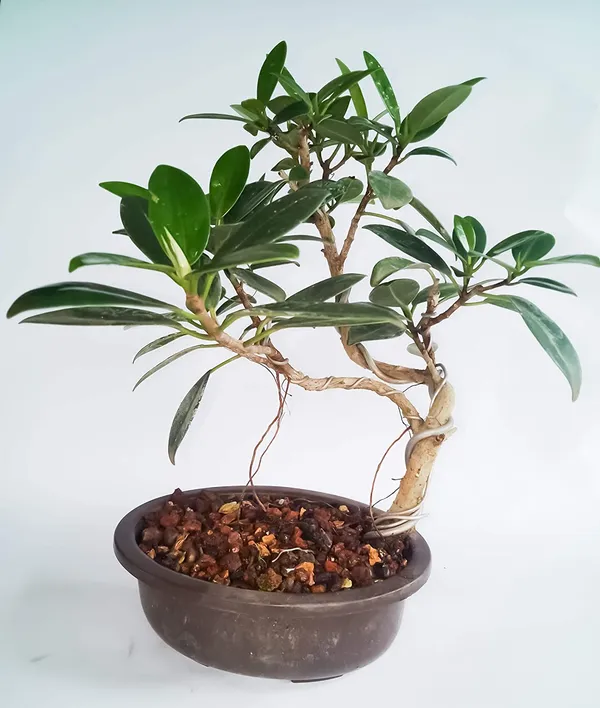 Bonsai_Ficus_Long_Island_Tree_With_Pot_Live_Plant_Default_Title