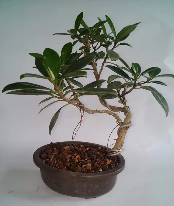 Bonsai_Ficus_Long_Island_Tree_With_Pot_Live_Plant_Default_Title