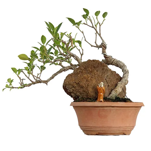 Bonsai_Microcarpa_Ficus_Indoor_Live_Bonsai_Plant_Default_Title