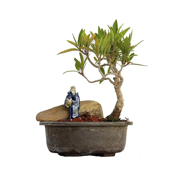 Nerifolia_Ficus_Mame_Bonsai_With_Pot_Default_Title