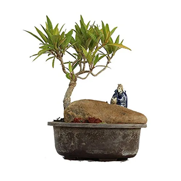 Nerifolia_Ficus_Mame_Bonsai_With_Pot_Default_Title