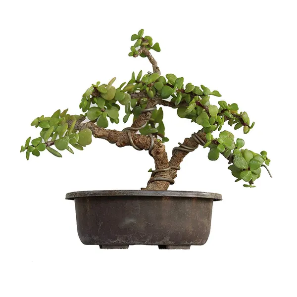 Green_Paradise_Bonsai_Jade_Goodluck_Tree_2_Years_Old_With_Pot_Live_Plant_Default_Title