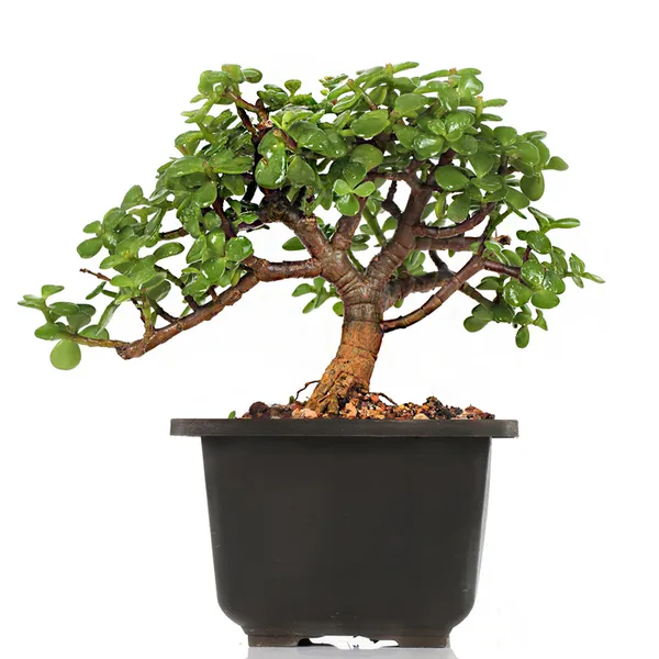 Green_Paradise_Bonsai_Jade_Goodluck_Tree_2_Years_Old_With_Pot_Live_Plant_Default_Title