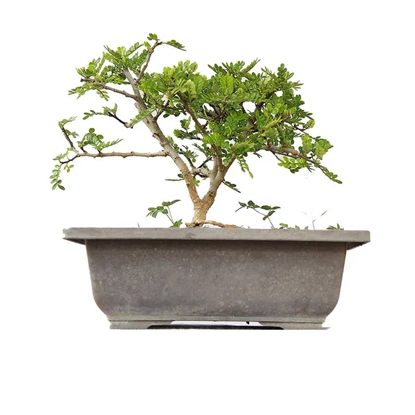 Bonsai_Lero_Lero_Chinese_Pepper_Bonsai_Tree_With_Pot_Live_Plant_Default_Title