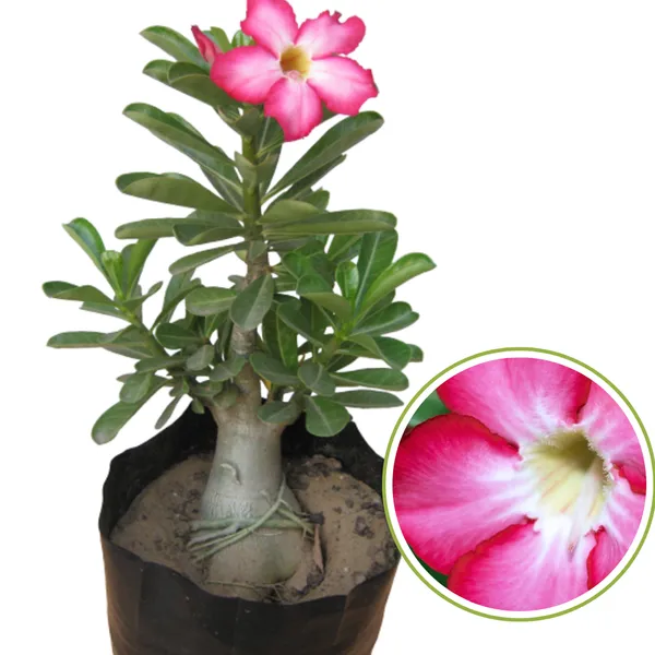 Green_Paradise_Adenium_Plant_Pink_White_Mix_Color_Flowering_With_Pot_Default_Title