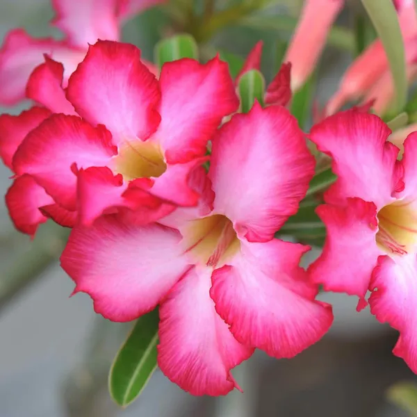 Green_Paradise_Adenium_Plant_Pink_White_Mix_Color_Flowering_With_Pot_Default_Title