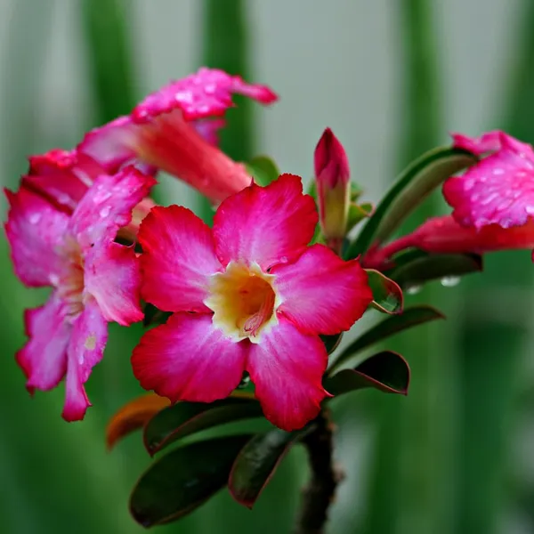 Green_Paradise_Adenium_Plant_Pink_White_Mix_Color_Flowering_With_Pot_Default_Title