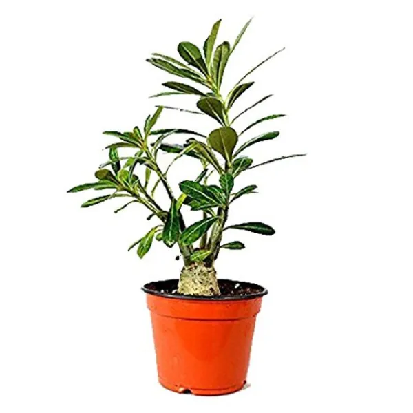 Green_Paradise_Adenium_Plant_Pink_White_Mix_Color_Flowering_With_Pot_Default_Title