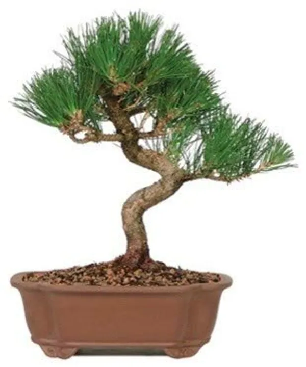 Pine_Tree_Pre_Bonsai_Material_Plant_With_Nursery_Pot_Default_Title