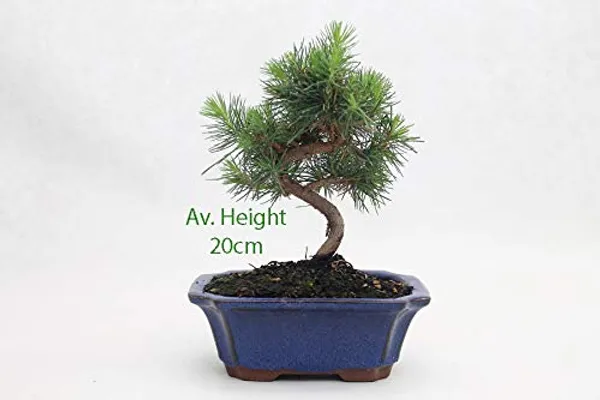 Pine_Tree_Pre_Bonsai_Material_Plant_With_Nursery_Pot_Default_Title