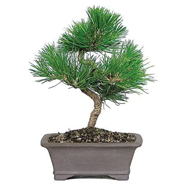 Pine_Tree_Pre_Bonsai_Material_Plant_With_Nursery_Pot_Default_Title