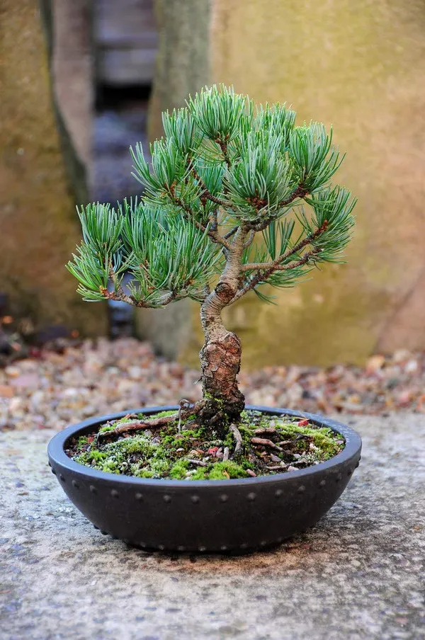 Pine_Tree_Pre_Bonsai_Material_Plant_With_Nursery_Pot_Default_Title