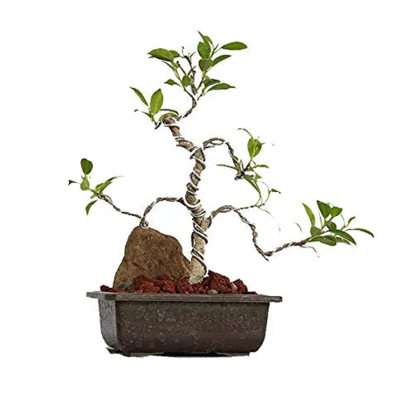 Bonsai_Ficus_Microcarpa_Tree_With_Tray_Live_Plant_Default_Title