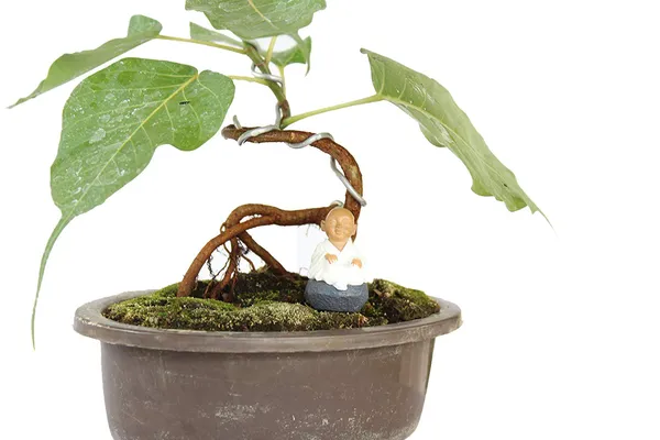 Bonsai_Tree_Ficus_Religiosa_With_Pot_Live_Plant_Default_Title