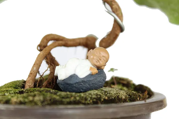 Bonsai_Tree_Ficus_Religiosa_With_Pot_Live_Plant_Default_Title