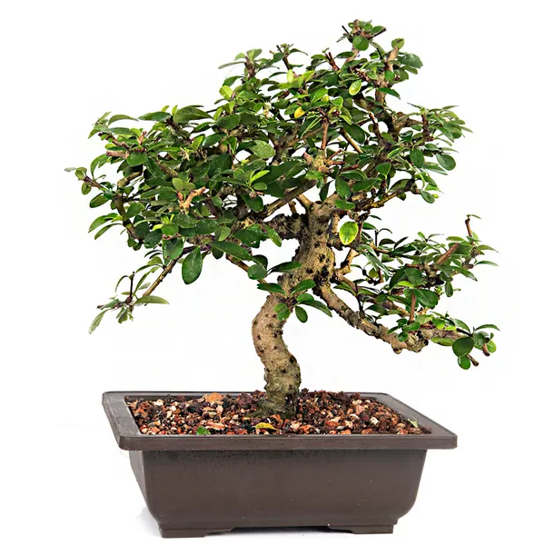 Carmona_Live_Bonsai_Artist_Made_Exclusive_Old_Tree_With_Bonsai_Pot_Default_Title