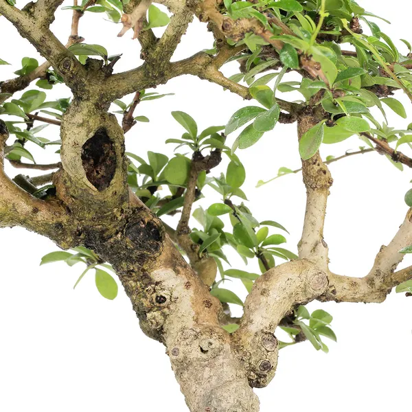 Carmona_Live_Bonsai_Artist_Made_Exclusive_Old_Tree_With_Bonsai_Pot_Default_Title
