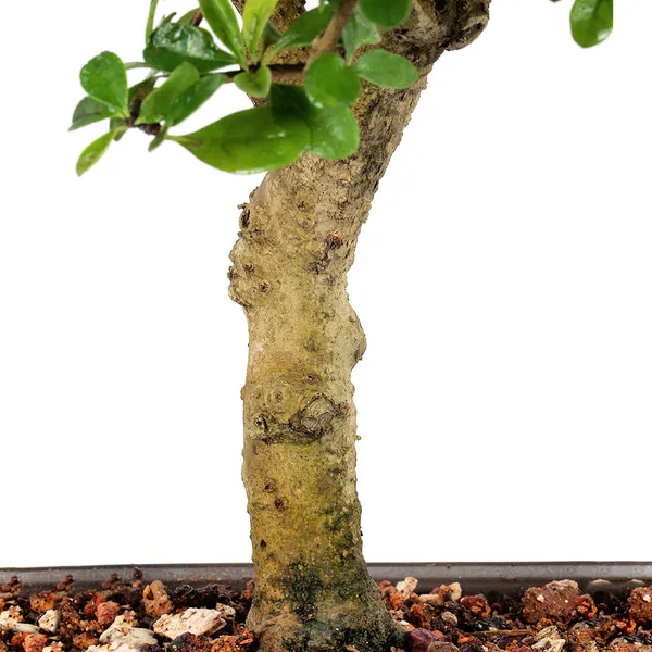 Carmona_Live_Bonsai_Artist_Made_Exclusive_Old_Tree_With_Bonsai_Pot_Default_Title