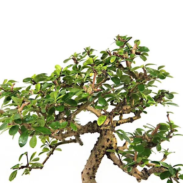 Carmona_Live_Bonsai_Artist_Made_Exclusive_Old_Tree_With_Bonsai_Pot_Default_Title
