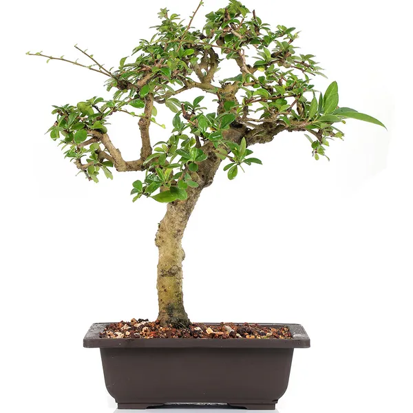 Carmona_Live_Bonsai_Artist_Made_Exclusive_Old_Tree_With_Bonsai_Pot_Default_Title