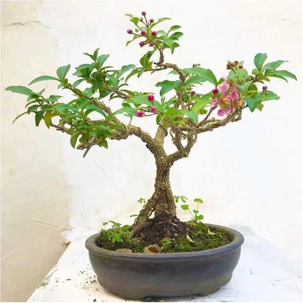 Malpighia_Punicifolia_Dwarf_Barbados_Cherry_Bonsai_Live_Tree_Default_Title
