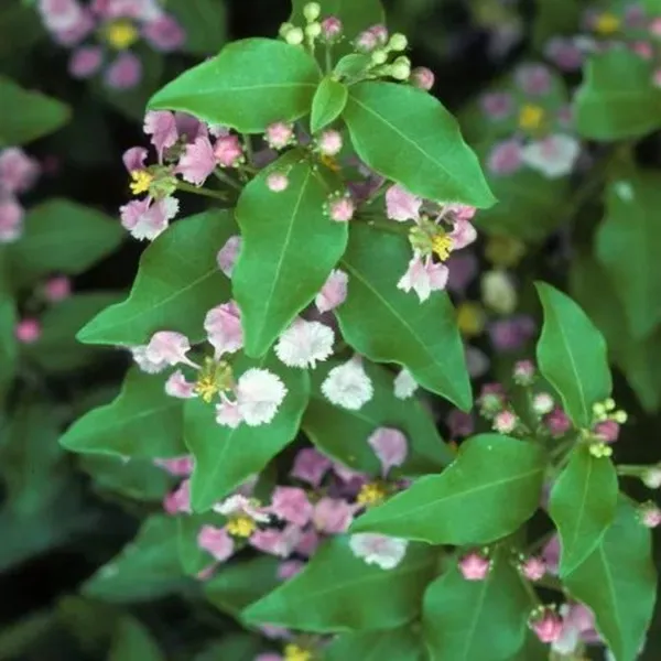 Malpighia_Punicifolia_Dwarf_Barbados_Cherry_Bonsai_Live_Tree_Default_Title