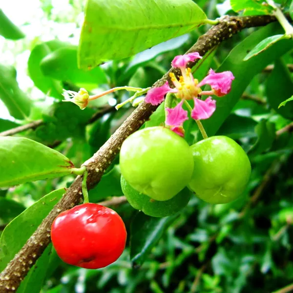 Malpighia_Punicifolia_Dwarf_Barbados_Cherry_Bonsai_Live_Tree_Default_Title