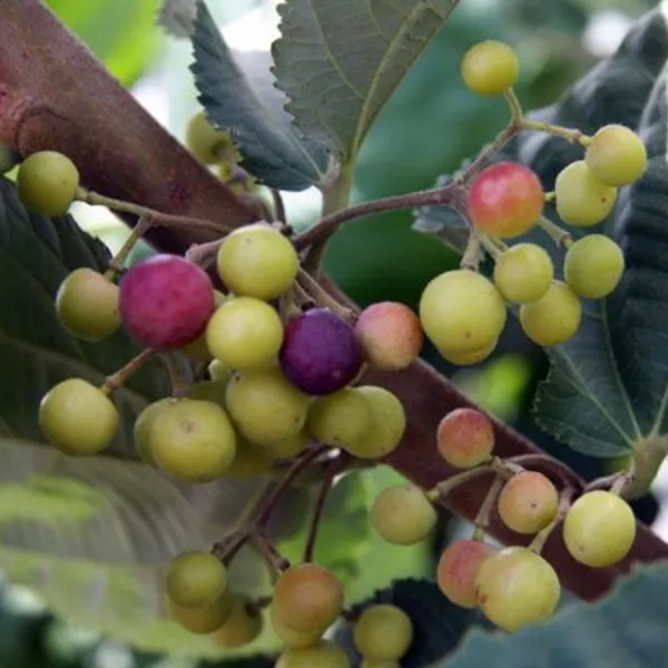 Buy_Online_Healthy_Falsa_Berry_Plant_Default_Title
