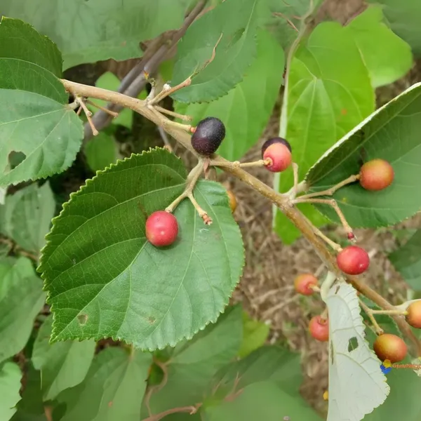 Buy_Online_Healthy_Falsa_Berry_Plant_Default_Title