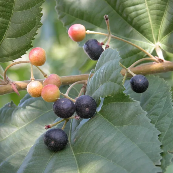 Buy_Online_Healthy_Falsa_Berry_Plant_Default_Title