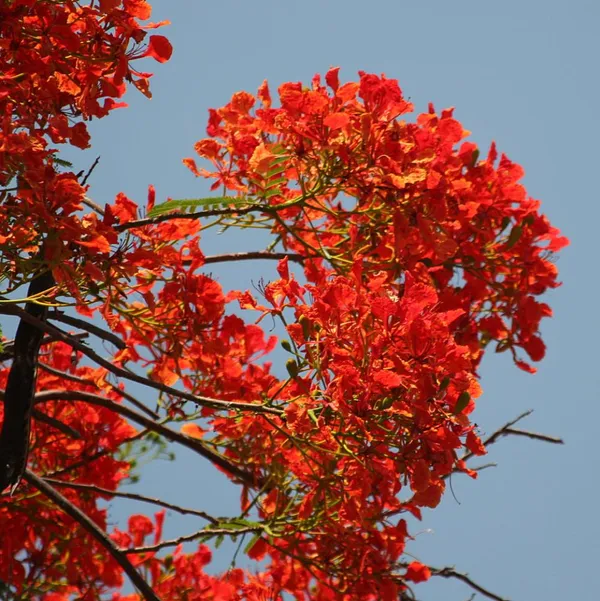 Green_Paradise_Gulmohar_Live_Plant_Default_Title