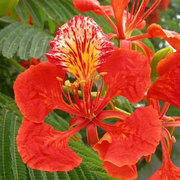 Green_Paradise_Gulmohar_Live_Plant_Default_Title