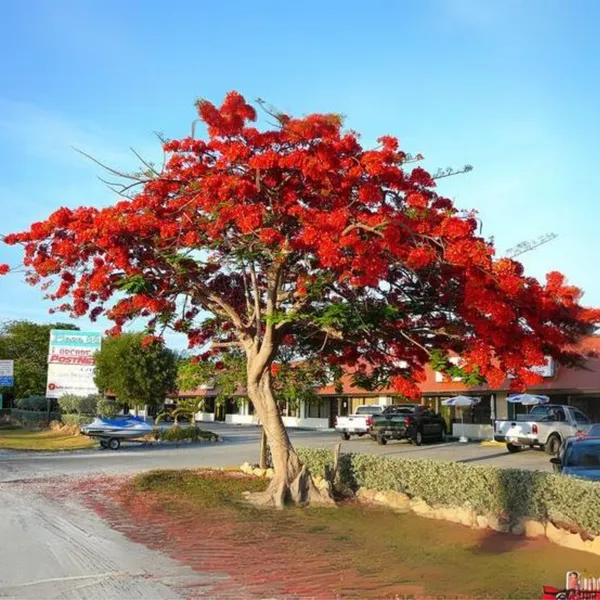 Green_Paradise_Gulmohar_Live_Plant_Default_Title