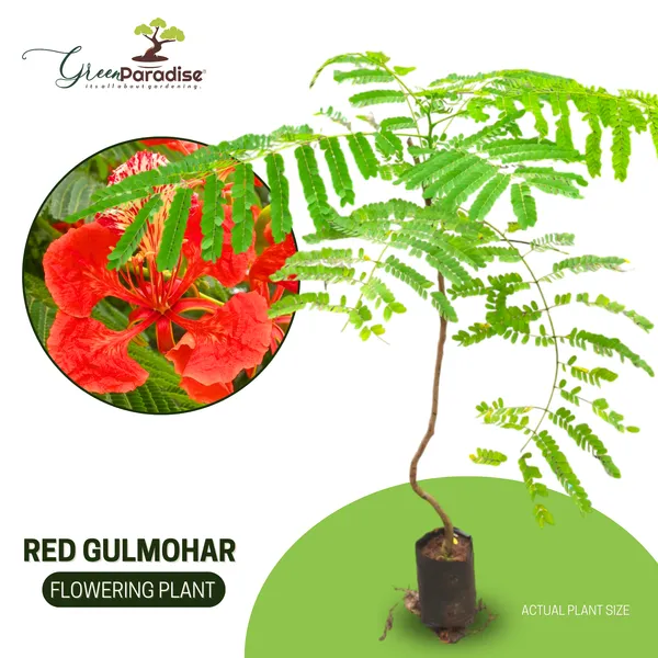 Green_Paradise_Gulmohar_Live_Plant_Default_Title
