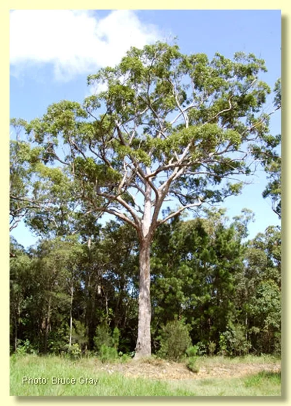 Sevan_Tree_Live_Plant_Default_Title