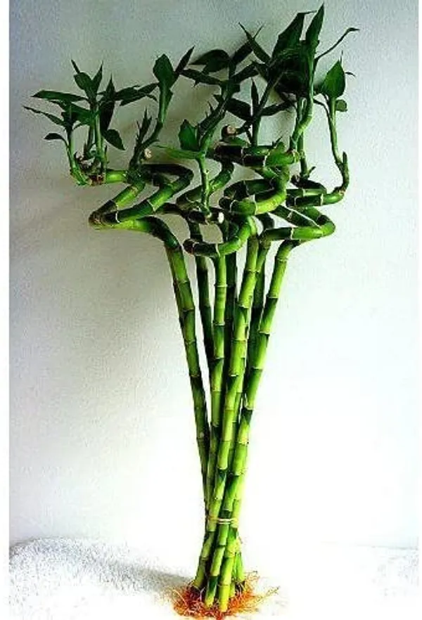 Spiral_Bamboo_Sticks_30_Cm_Set_Of_5_Default_Title